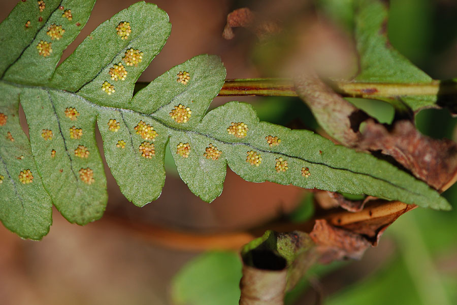 Polypodium cfr. cambricum